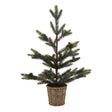 Medium Spruce Tree With Wicker Basket