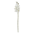 Large White Butterfly Orchid Stem