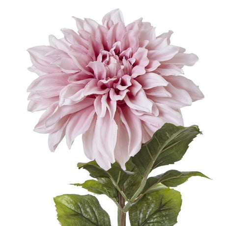 The Natural Garden Collection Pink Dahlia