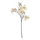 The Natural Garden Collection Pale Apricot Magnolia Stem