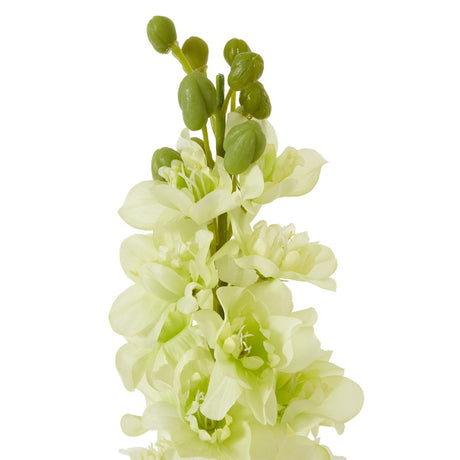 The Natural Garden Collection White Elatum Delphinium