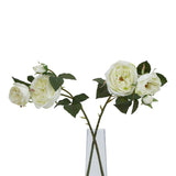 The Natural Garden Collection White Charity Rose