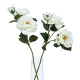 The Natural Garden Collection White Tea Rose