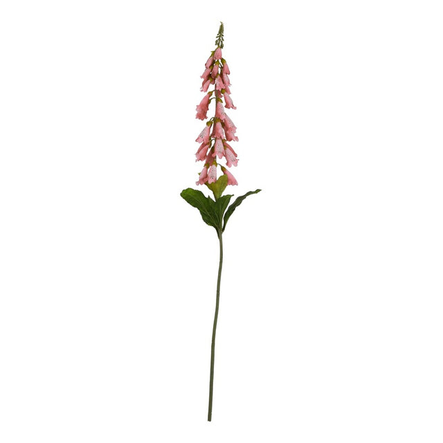 The Natural Garden Collection Pale Pink Foxglove