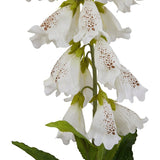 The Natural Garden Collection White Foxglove