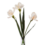 The Natural Garden Collection Pale Apricot Fringed Iris