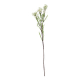 The Natural Garden Collection White Waxflower