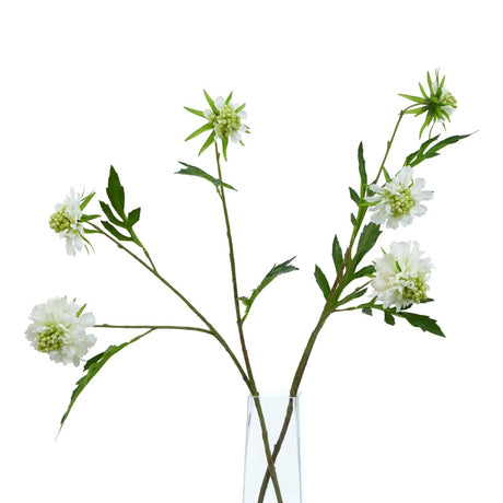 The Natural Garden Collection White Scabious Stem