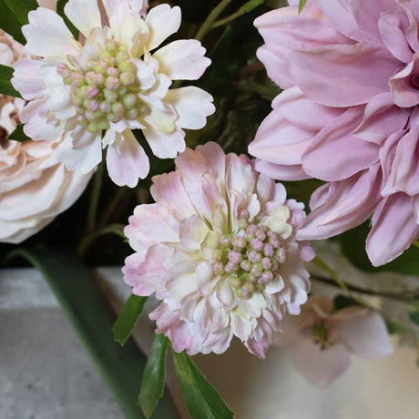 The Natural Garden Collection Pale Pink Scabious Stem