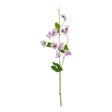 The Natural Garden Collection Purple Sweetpea Stem