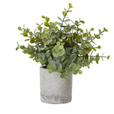 Small Button Eucalyptus Plant In Grey Pot