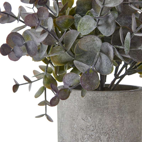 Small Eucalyptus Cinerea Plant In Grey Pot