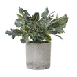 Small Giana Eucalyptus Plant In Grey Pot