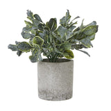 Small Giana Eucalyptus Plant In Grey Pot