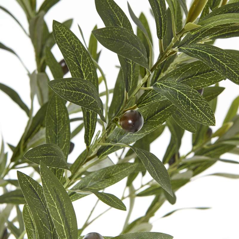 Apulia Olive Tree In White Pot 180Cm