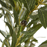 Apulia Olive Tree In White Pot 210Cm