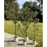 Apulia Olive Tree In White Pot 240Cm