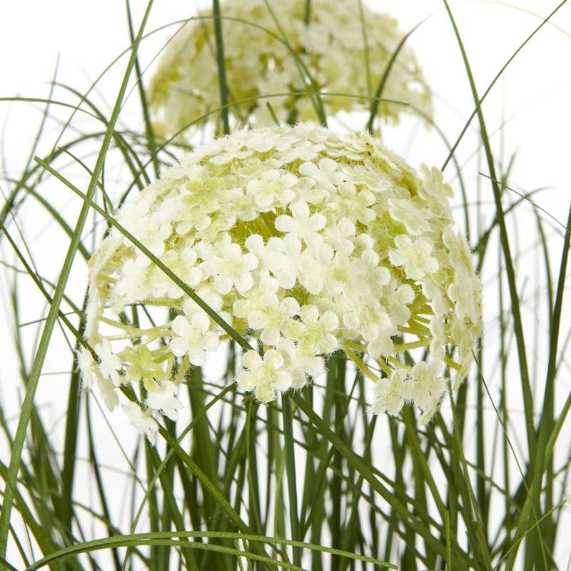 Large White Allium Plant In Pot