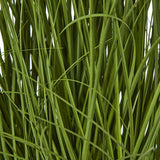 Large White Allium Plant In Pot