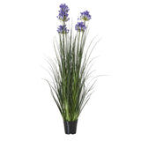 Large Blue Agapanthus Plant In Pot