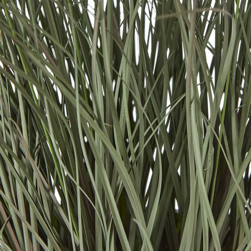 Fountain Grass Plant In Pot