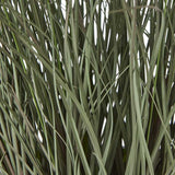 Fountain Grass Plant In Pot