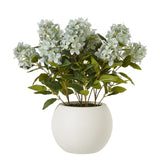 Medium Green Hydrangea Plant In Pot