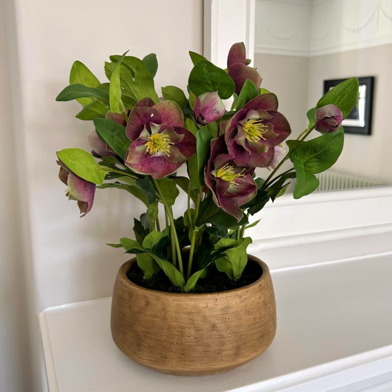 Deep Plum Hellebore Plant In Taupe Pot