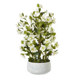 Large White Hellebore In Grey Pot