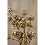 Brown Allium Spray