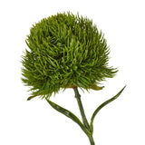 Dark Green Dianthus Stem