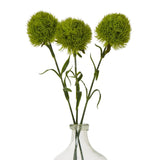 Light Green Dianthus Stem