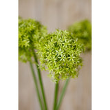 Green Giant Allium Stem