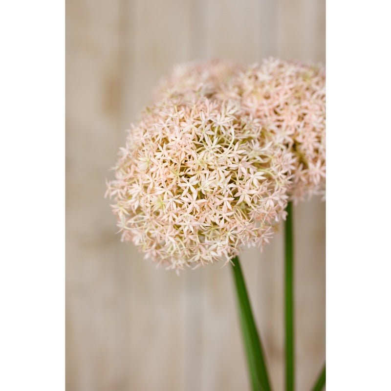 Pink Medium Allium Stem