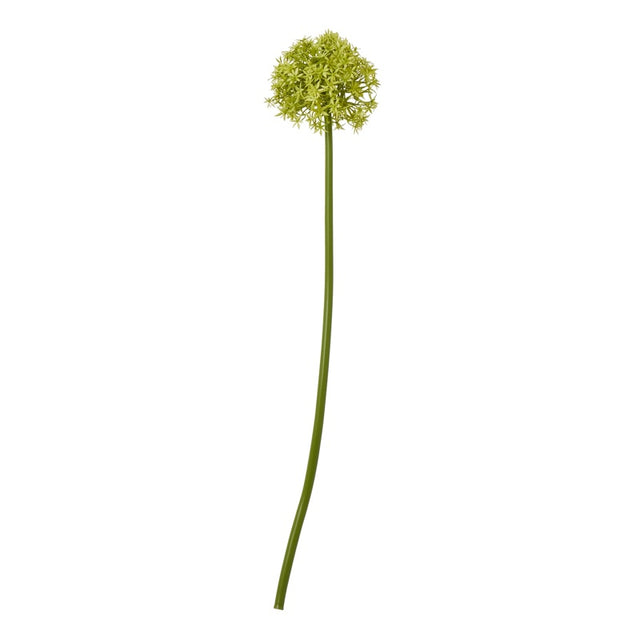 Green Medium Allium Stem