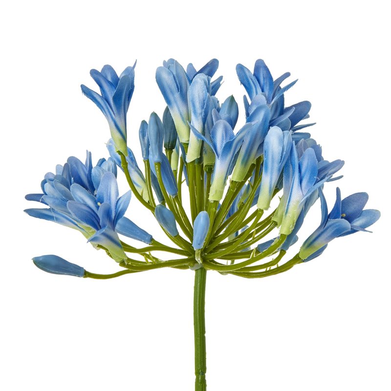 Blue Agapanthus Stem