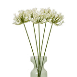 Cream Agapanthus Spray