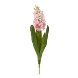 Pink Hyacinth Stem