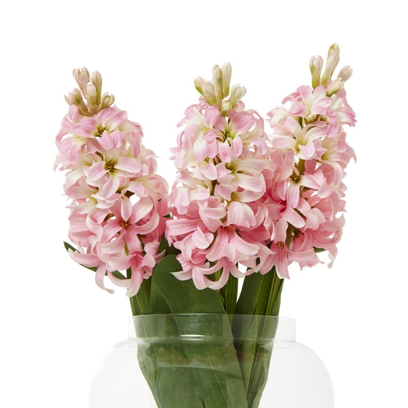 Pink Hyacinth Stem