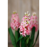 Pink Hyacinth Stem