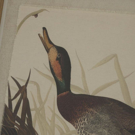 Flora & Fauna Collection Duck On Linen In Beaded Frame