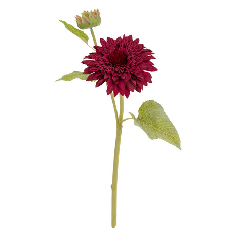 Dahlia Burgundy Raven Stem