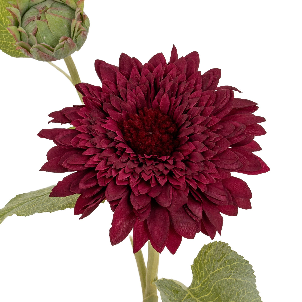 Dahlia Burgundy Raven Stem