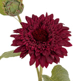Dahlia Burgundy Raven Stem