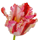 Multi Pink Parrot Tulip