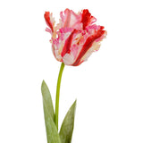 Multi Pink Parrot Tulip