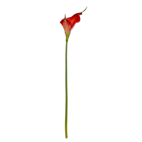 Fireball Calla Lily