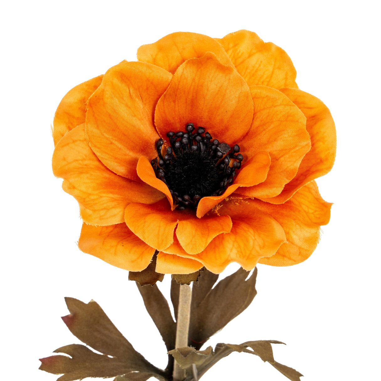 Orange Anemone Stem