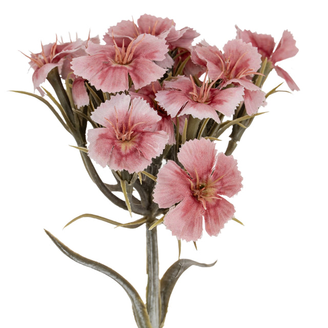 Pink Dianthus Spray
