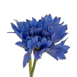 Blue Cornflower Stem